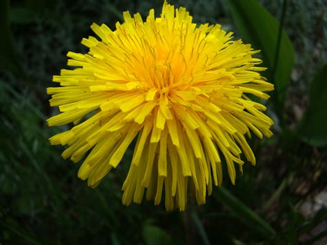 a person who loves plants and flowers, but can't tell a daisy from a dandelion