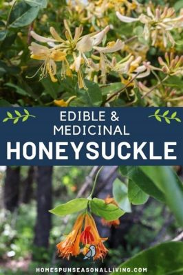 Are Honeysuckle Flowers Edible? A Dive into Nature's Sweet Mystery