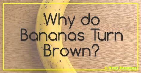 Can Flowers Go in the Fridge? And Why Do Bananas Dream of Electric Bees?