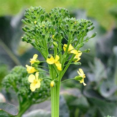 Can You Eat Broccoli Flowers? Exploring the Edible and the Unexpected