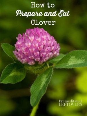 Can You Eat Clover Flowers? Exploring the Edible and Inedible Aspects of Nature's Delicacy