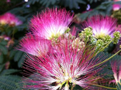 Can You Eat Mimosa Flowers Raw? And Why Do They Taste Like Childhood Memories?