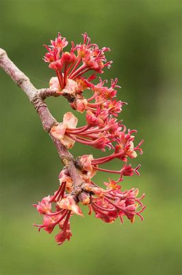 Do Maple Trees Have Flowers? Exploring the Mysteries of Maple Blossoms