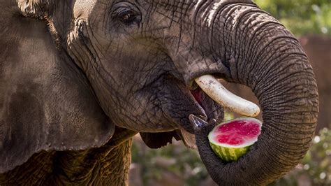 Do You Put Flowers in the Fridge? And Why Do Elephants Dream of Flying?