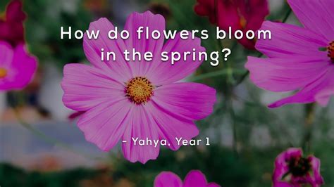 How Do Flowers Bloom in the Spring, and Why Do They Whisper Secrets to the Wind?