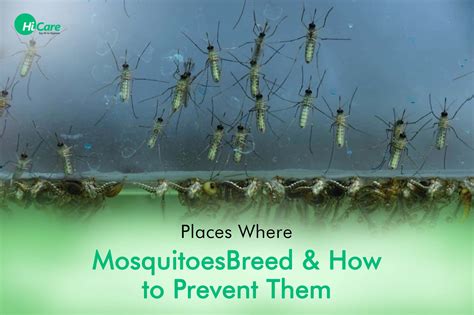 How to Prevent Breeding of Mosquitoes in Stagnant Water and Why Pineapples Might Be the Secret