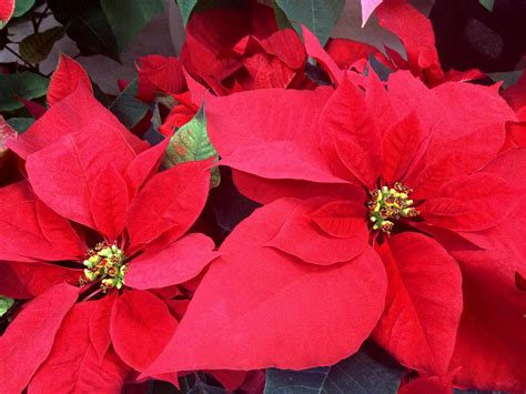 What are the red Christmas flowers called, and why do they bloom in the snow?