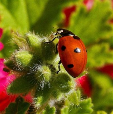 What Flowers Attract Ladybugs: A Symphony of Colors and Chaos in the Garden