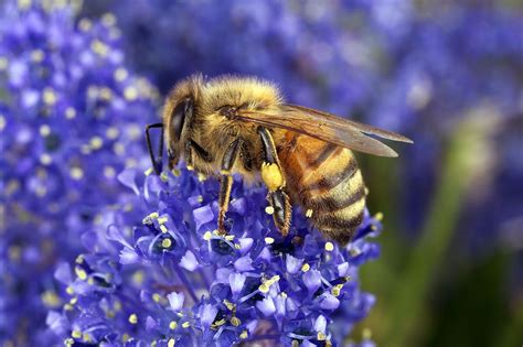 What Flowers Do Honey Bees Like: A Symphony of Colors and Scents