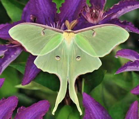 What Flowers Do Moths Like? And Why Do They Seem to Prefer Moonlit Nights?