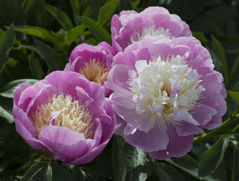 What Flowers Go with Peonies: A Symphony of Blooms and Whispers of the Wind