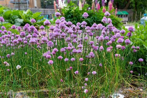 What to Do with Chive Flowers: A Culinary and Creative Exploration