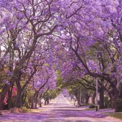 What Trees Have Purple Flowers: A Symphony of Nature's Palette