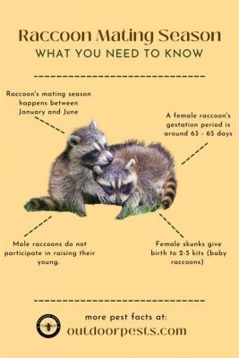 When is Raccoon Breeding Season? And Why Do They Love Midnight Snacks?